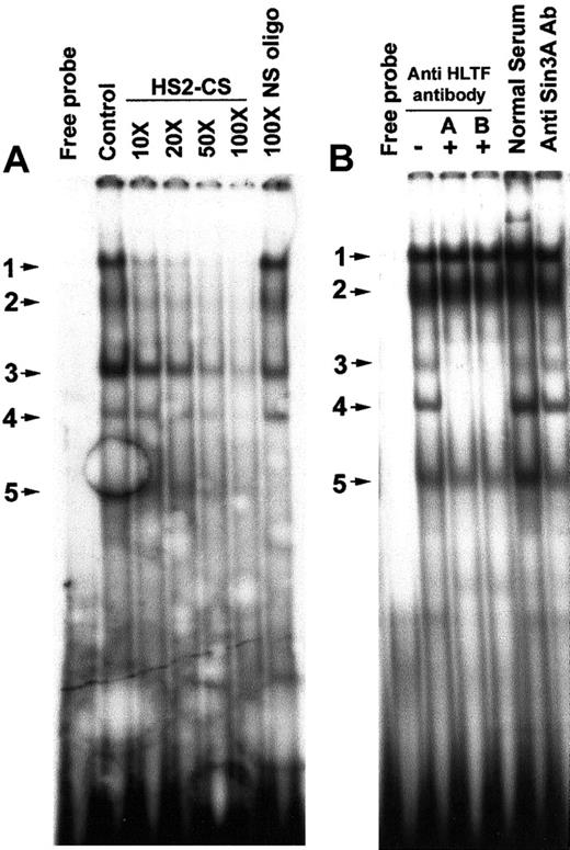 Fig. 4. Presence of HLTF in some of the DNA-protein complexes formed on the HS2-CS. / (A) In vitro sequence-specific binding of K562 nuclear proteins to the HS2-CS. The DNA probe used in the EMSA is 32P-labeled double-stranded HS2-CS sequence (oligo 10). The control lane is EMSA without nonradioactive HS2-CS oligo. The molar excesses of nonradioactive DNA probe used in the competitive EMSA are shown on the top of the lanes. The NS oligo is described in Figure 2. The EMSA bands are numbered and indicated by arrow marks. Free probe lane displays EMSA pattern in the absence of K562 nuclear extracts. (B) HLTF is present in 2 EMSA bands obtained with a double-stranded HS2-CS sequence and K562 nuclear extracts. Gel supershift/neutralization assay with K562 nuclear extract and 32P-labeled HS2-CS oligonucleotide in the presence (+) and absence (−) of HLTF antibody A and B, normal rabbit serum, and anti-Sin3A antibody. The assay conditions were the same as described in Figure 3.
