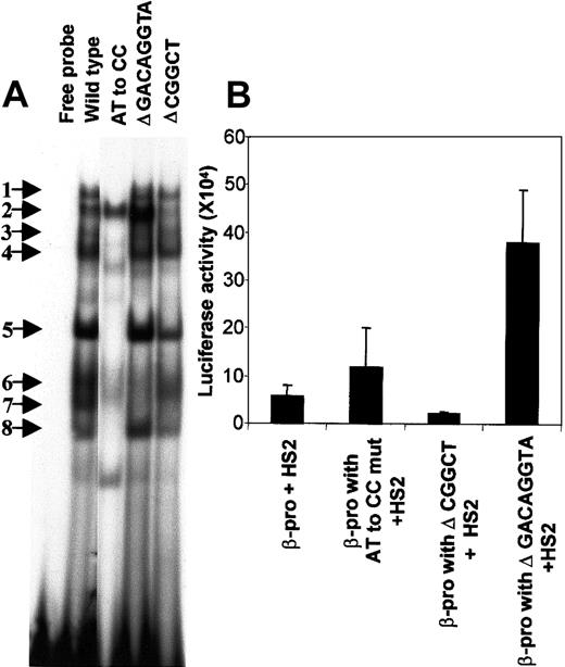 Fig. 5. Mutations in the PCS affect EMSA bands and β-promoter transcription. / (A) Mutations in the PCS influence the DNA-protein complex formation. EMSA was carried out with the wild-type PCS and its mutant variants by using K562 nuclear extracts. The 20-μL reaction mixture contained 2 ng 32P-labeled double-stranded DNA (∼100 000 cpm) in the binding buffer and 5 μg nuclear extract. The sequences of the sense strand of each of the double-stranded 32P-labeled DNA probes is as follows: wild type, oligo 1; AT to CC substitution, oligo 2; Δ GACAGGTA, oligo 3; and Δ CGGCT, oligo 4 (Table 1). Sequences from the pGL3 plasmid-cloning sites were included in oligo 3 and 4 to maintain their length equivalent to the wild-type PCS oligonucleotide. The free probe lane is the mixture of all the above sequences in the binding reaction mixture without nuclear extracts. The EMSA bands are numbered and indicated by arrows. (B) Functional effects of mutations in the PCS. The wild-type β-promoter from −136 to +54 bp and its mutants were generated by PCR and cloned into the Hind III-XhoI site of the pGL3. The forward primers used in the PCR are as follows: wild-type β-promoter, oligo 5; β-promoter with AT to CC substitution in the PCS, oligo 6; β-promoter with Δ GACAGGTA in the PCS, oligo 7; and β-promoter with Δ CGGCT in the PCS, oligo 8. Oligo 9 served as the reverse primer in all the PCR reactions. A 736-bp HS2 (from nucleotides 8486 to 9222 on the human β-globin locus) was cloned at the BamHI-SalI site of the pGL3. All the values in the bar diagram are the averages of 3 to 8 separate experiments, most of which were done in duplicate. The luciferase activities are normalized as activity per 10 μg total protein. Horizontal lines above each bar indicate 1 SD in the average of the experimental values.