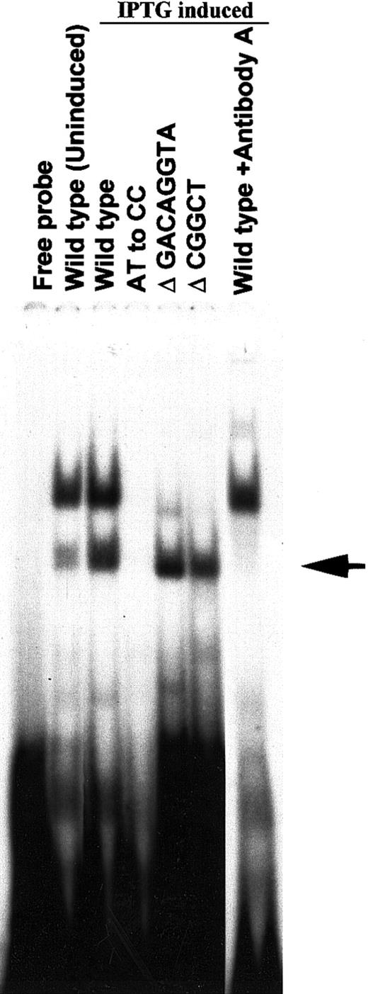 Fig. 6. Binding of the recombinant 38-kd HLTF to wild-type and mutated PCS. / A cDNA clone coding for the N-terminal 38-kd HLTF (aa 2 to aa 332) isolated by screening the λ gt11 cDNA library of K562 cells was cloned into pTrcHis2TOPO vector and expressed in E colicells. The protein extracts of uninduced and IPTG-induced bacterial cells were used in the EMSA. The wild-type and mutant versions of the PCS oligonucleotides are indicated, and their sequences are described in Figure 5. The 20-μL EMSA binding mixture contained 2 ng32P-labeled double-stranded DNA (∼100 000 cpm) in the binding buffer and 1 μL E coli protein extract. The binding reaction was started by the addition of the32P-labeled DNA probe. The reaction mixture was incubated for 10 minutes at room temperature and then analyzed on a 5% polyacrylamide gel. For gel supershift/neutralization assay with antibody A, the bacterial extract, and the antibody were incubated for 5 minutes before the addition of the 32P DNA probe. The EMSA band obtained with 38-kd HLTF is shown by an arrow. The upper EMSA band is due to a bacterial protein in the extract.