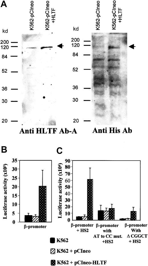 Fig. 7. Overexpression of HLTF in K562 cells and its effect on the β-globin transcription. / (A) Western blot of total protein extract of K562 cells stably transfected with pCIneo vector alone and pCIneo containing HLTF with poly His tag at its N-terminal end. Protein (70 μg) was loaded in each lane. The cell-free extracts are indicated at the top of the panel, and standard molecular weight marker positions are indicated at the left-hand side. The arrows mark points at the HLTF band. The antibodies against HLTF and poly His used to probe the blot are mentioned at the bottom of the panel. In the blot probed with the anti-His antibody, multiple bands found below the 115-kd HLTF band are common to both the lanes. These bands presumably are due to the binding of anti poly-His antibody to proteins containing short stretches of histidines. (B) Transient transfections of −136 to +54 bp β-promoter (cloned into theHindIII-XhoI site of the pGL3) into normal and HLTF-overexpressing cells. (C) Transient transfection of pGL3 constructs containing β-promoter and its mutant variants and HS2 at the enhancer site. These constructs are described in Figure 5. The values in the bar diagram are the averages of 12 experiments, including 3 separate experiments performed in duplicate with each of the 2 separate pools of K562 cells stably transfected with HLTF. The luciferase activities are normalized as activity per 10 μg total protein. Horizontal lines above each bar indicate 1 SD in the average of the experimental values.