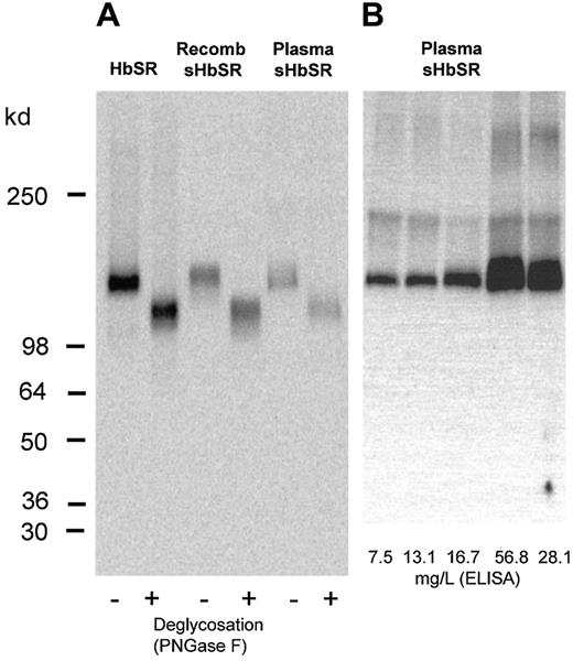 Fig. 1. Identification of sHbSR in plasma. / Immunoblotting with the monoclonal GHI/61 antibody of purified membrane-bound HbSR, recombinant sHbSR (extracellular domain expressed in CHO cells), and sHbSR immunoprecipitated (with polyclonal anti-HbSR IgG) from plasma. Because of hyperglycosylation of the sHbSR expressed in CHO cells, the electrophoretic mobility was also compared after deglycosation with PNGase F. (B) Immunoblotting with the monoclonal GHI/61 antibody of sHbSR immunoprecipitated from different plasma samples with different levels of sHbSR as measured by the sandwich enzyme-linked immunosorbent assay (ELISA). Enhanced chemiluminescence was used as the detection system.