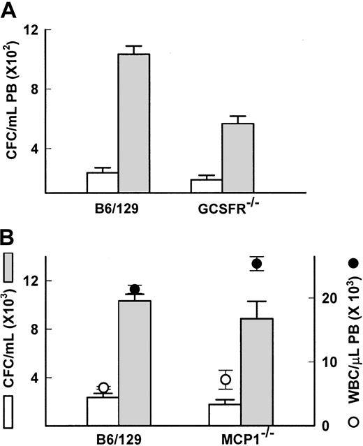 Fig. 6. IL-8, G-CSF, and MCP1 are not responsible for FucS-induced mobilization. / (A) CFCs in PB of wild-type B6/129 controls (n = 4) or GCSFR−/− mice (n = 9) before (open bars) or after one intravenous injection of 100 mg/kg FucS (closed bars). Differences were statistically significant by the Student t test between untreated and treated (P < .0001) in both groups. (B) Total numbers of WBCs (circles) and CFCs (bars) in PB of wild-type B6/129 controls (n = 4) or MCP1−/− mice (n = 5) before (open circles and bars) or after one intravenous injection of 100 mg/kg FucS (closed circles and bars). Error bars represent the mean ± SEM. Differences were statistically significant by the Student t test between untreated and treated for both CFCs and WBCs (P < .0001) in both groups but not between wild-type and MCP1−/−.