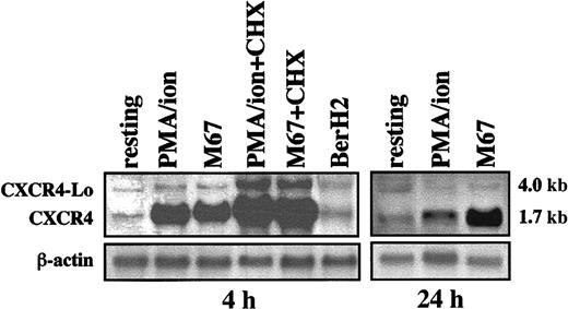 Fig. 1. Production of CXCR4 mRNA by L540 cells. / 2 × 106 cells/mL were incubated alone and with PMA–ion (15 ng/mL PMA + 500 ng/mL ionomycin), plastic-bound anti-CD30 agonistic mAb M67 (10 μg/mL), or BerH2 or anti-CD34 isotype-matched mAb as a control. At the time-points indicated, total mRNA was extracted and analyzed for CXCR4 and actin mRNA expression. Aliquots of cells were also pretreated with 20 μg/mL CHX before stimulation with PMA–ion and M67 mAb for 4 hours. Resting cells produced small amounts of CXCR4 (1.7 kb) and CXCR4-Lo mRNA (4 kb). At 4 hours, both PMA–ion and M67 strongly up-regulated CXCR4 mRNA. At 24 hours, PMA–ion–dependent CXCR4 mRNA transcription had reverted to basal levels, whereas the M67-dependent up-regulation persisted. CXCR4-Lo mRNA was not regulated, except in the case of pretreatment with CHX, which superinduced both CXCR4 and CXCR4-Lo mRNA in M67 and PMA–ion-stimulated cells. The experiment depicted is representative of 5.