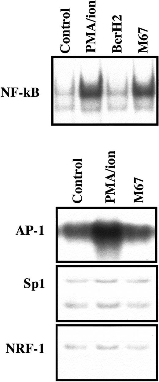 Fig. 2. Effect of CD30 ligation on NF-κB, SP1, AP-1, and NRF-1 binding activity in L540 cells. / 2 × 106 cells/mL were cultured for 30 minutes in 24-well plates coated with 10 μg/mL plastic bound anti-CD30 agonistic mAb M67 or BerH2 as a control and in the absence or presence of PMA–ion (15 ng/mL PMA + 500 ng/mL ionomycin). M67 induced NF-κB but not Sp1, AP-1, or NRF-1 DNA binding activity in nuclear extracts from L540 cells. PMA–ion induced not only NF-κB but also AP-1 binding activity. The BerH2 control was not represented if stimulation with M67 mAb was ineffective. A section of gels is shown. The experiment depicted in this figure is representative of 5.