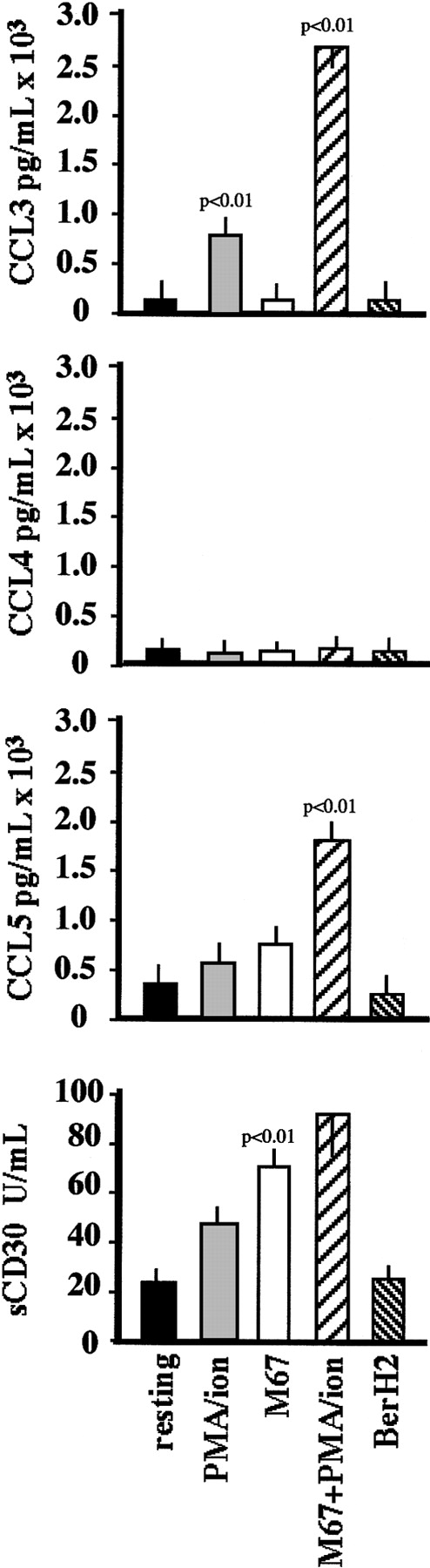 Fig. 5. Effect of CD30 ligation on the release of CD30, CCL3, and CCL5 by L540 cells. / 5 × 104 cells/mL were cultured for 72 hours in 24-well plates coated with 10 μg/mL M67 mAb or BerH2 as a control in the presence or absence of PMA–ion (15 ng/mL PMA + 500 ng/mL ionomycin). CD30, CCL3, and CCL5 concentrations in the culture medium were evaluated by commercially available ELISA. Anti-CD30 agonistic mAb M67 induced increased levels of soluble CD30, CCL3, and CCL5 in the L540 cell culture medium. Data are expressed as mean ± SD of 5 experiments.