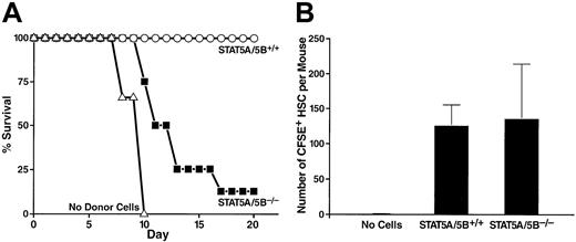 Fig. 3. Decreased short-term radioprotective ability of whole bone marrow despite preserved homing of HSCs from STAT5A/5B-deficient mice. / (A) Irradiated recipients received either 2.5 × 105STAT5A/5B+/+ whole bone marrow cells (n = 6), 2.5 × 105 STAT5A/5B−/− whole bone marrow cells (n = 8), or no donor cells (n = 3). Survival rates are shown as a Kaplan-Meyer plot. (B) Irradiated recipients received 5 × 106 CFSE-labeled whole bone marrow cells from a STAT5A/5B+/+ donor (n = 3) or a STAT5A/5B−/− donor (n = 3). Bone marrow was harvested 23 hours after transplantation, and the absolute number of CFSE+ cells within the HSC (lindim/Sca-1+) gate per mouse was determined.