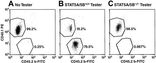 Fig. 6. Absence of STAT5A/5B−/− contribution (CD45.2+) to granulocytes (Gr-1+) in peripheral blood after competitive repopulation. / Peripheral blood from irradiated recipients receiving competitor cells only (A), competitor cells plus STAT5A/5B+/+ tester cells (B), or competitor cells plus STAT5A/5B−/− tester cells (C) were analyzed 10 weeks after initiation of competitive repopulation assay. Peripheral blood was stained for CD45.1, CD45.2, and Gr-1 after red blood cell lysis and shown here are representative dot-plots portraying CD45.1 versus CD45.2 expression within the Gr-1+ gate.