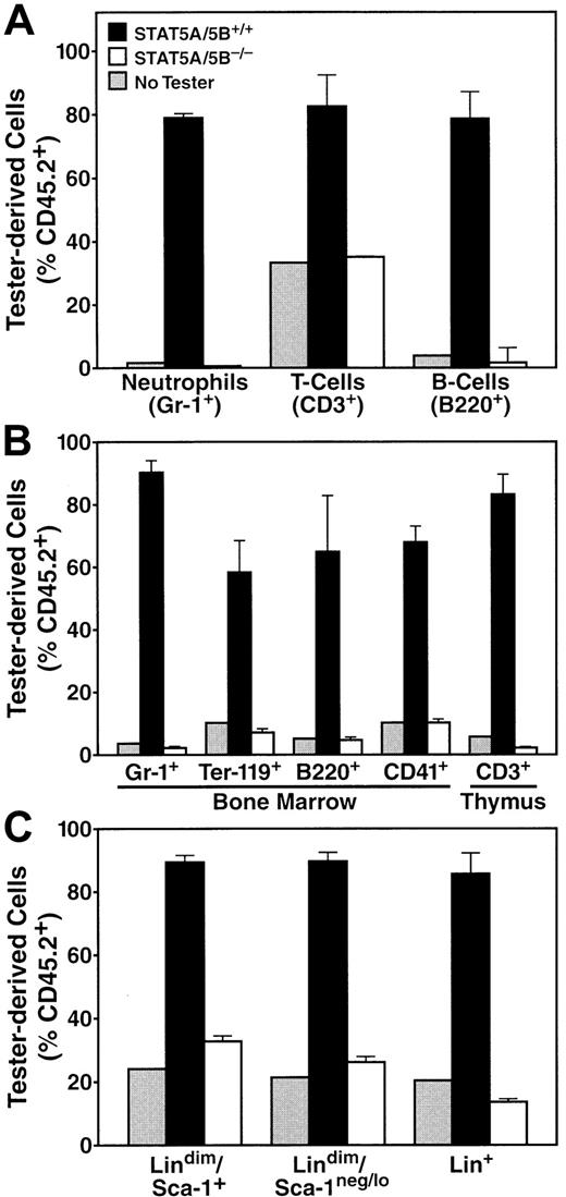Fig. 7. STAT5A/5B-deficient HSCs possess inferior competitive repopulating capacity. / Peripheral blood, thymus, and bone marrow were harvested from irradiated recipients 10 weeks after receiving either 2 × 105 competitor cells only (“No Tester,” n = 2), 2 × 105 competitor cells plus STAT5A/5B+/+ tester cells (“STAT5A/5B+/+Tester,” n = 3), or 2 × 105 competitor cells plus STAT5A/5B−/− tester cells (“STAT5A/5B−/−Tester,” n = 6). FACS analysis was performed by using lineage markers and CD45.1 and CD45.2, and the results for the indicated lineage-specific subsets are displayed. (A) Peripheral blood cells positive for Gr-1+ (P < .001), B220+ (P < .001), or CD3+(P = .002). (B) Cells from hematolymphoid organs, including bone marrow cells expressing for Gr-1 (P < .001), B220 (P = .001), Ter-119 (P = .001), or CD41 (P < .001) and thymocytes expressing CD3 (P < .001). (C) Bone marrow cells from the lin+ (P < .001), lindimSca-1neg/lo (P < .001), and lindimSca-1+ (P < .001) subsets; in this case CD45.2+ cells were scored according to CD45.1− phenotype.