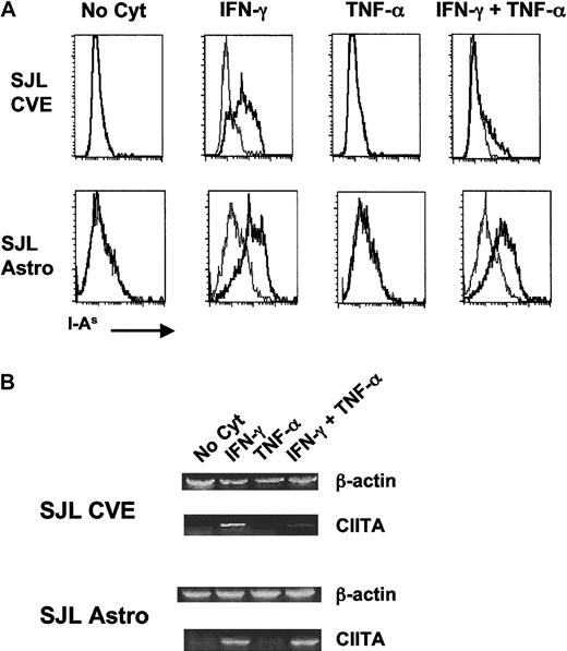 Fig. 1. Comparison of expression of MHC class II (A) and CIITA (B) on cytokine-treated SJL/J CVEs and astrocytes. / Cloned SJL/J CVEs or astrocytes were cultured with no cytokine, 100 U/mL IFN-γ, 500 U/mL TNF-α, or both cytokines for 48 hours. Cells were analyzed for relative expression of I-As by (A) flow cytometry and (B) CIITA mRNA by RT-PCR. (A) Histogram plots of the flow cytometric staining are shown plotted as the number of positive cells versus fluorescence intensity with I-As staining in bold. Isotype control staining is plotted in the fine line. (B) RNA was isolated from CVE and astrocyte cultures, and PCR samples were prepared as described in “Materials and methods.” Data shown are scanned images of ethidium bromide-stained 2% agarose gels.