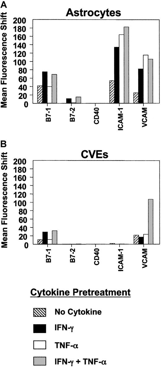 Fig. 2. Comparison of costimulatory and adhesion molecule expression on SJL/J astrocytes and CVEs. / SJL/J astrocytes or CVEs were cultured with no cytokine, 100 U/mL IFN-γ, 500 U/mL TNF-α, or both cytokines for 48 hours. Cells were analyzed for relative expression of B7-1, B7-2, CD40, ICAM-1, and VCAM-1 using flow cytometric analysis. Data are plotted as mean fluorescence shifts (mean fluorescence intensity of the marker − mean fluorescence intensity of the isotype control) for each marker on cells following cytokine pretreatment.