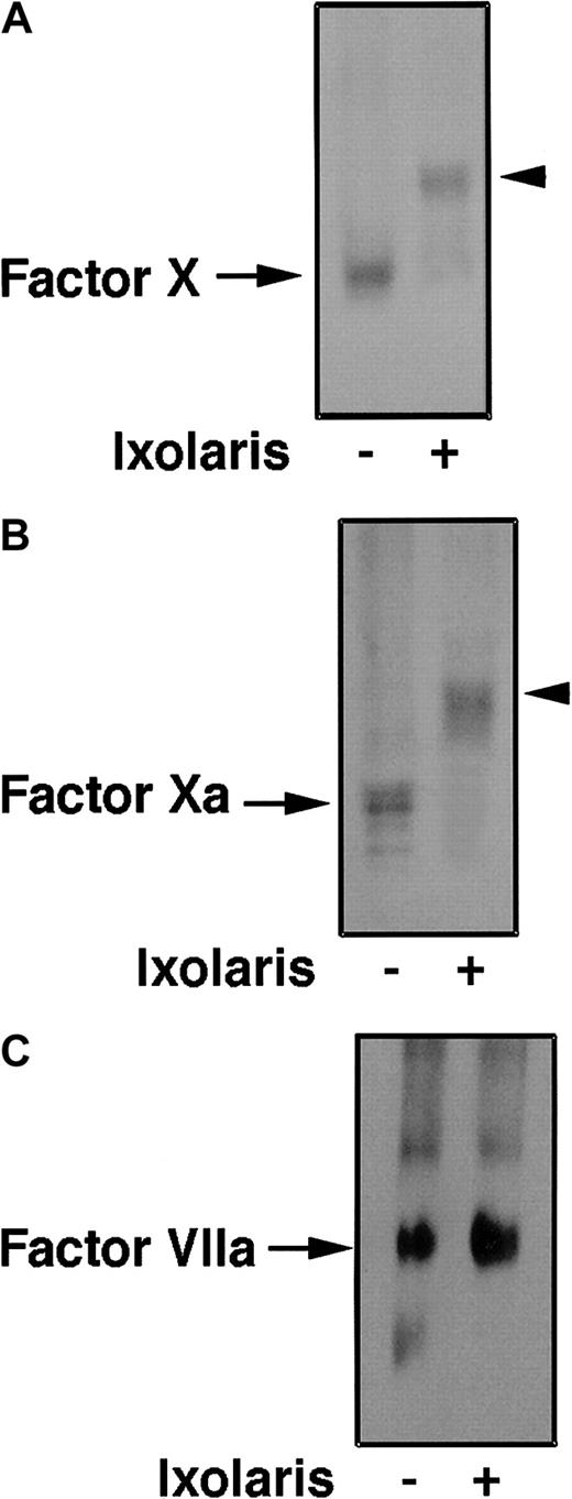 Fig. 4. Ixolaris binds to FX and FXa, but not to FVIIa. / Ixolaris (20 nM) was preincubated with FX (20 nM), FXa (20 nM), or FVIIa (20 nM). PAGE of the sample under nondenaturing conditions was followed by transfer of proteins to PVDF membrane. FX, FXa, and FVIIa detection was performed using polyclonal anti-FX or monoclonal antibody anti-FVIIa, as described in “Materials and methods.” (A) Lane 1, FX; lane 2, FX plus Ixolaris. (B) Lane 1, FXa; lane 2, FXa plus Ixolaris. (C) Lane 1, FVIIa; lane 2, FVIIa plus Ixolaris. Each blotting is a representative experiment. Arrows indicate enzyme; arrowheads, enzyme-inhibitor complex.
