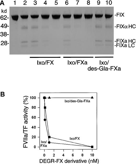 Fig. 7. FX and FXa, but not DEGR-FXa, are scaffolds for Ixolaris: recombinant FIX activation assays. / (A) Ixolaris (10 nM) was incubated with DEGR-FX derivatives (0-10 nM) for 15 minutes at 37°C followed by addition of FVIIa/TF (1 nM) and incubated for additional 15 minutes at 37°C. Reactions were initiated with recombinant FIX (BeneFIX, 1.2 μM). Ninety minutes later reactions were stopped with Laemmli buffer and proteins were separated by 4% to 12% SDS-PAGE. Lane 1, after addition of FVIIa/TF reactions were not allowed to proceed (0 minutes incubation time); lane 2, buffer (no inhibitor/no scaffold); lane 3, Ixolaris plus DEGR-FX (0.1 nM); lane 4, Ixolaris plus DEGR-FX (1 nM); lane 5, Ixolaris plus DEGR-FX (10 nM); lane 6, Ixolaris plus DEGR-FXa (0.1 nM); lane 7, Ixolaris plus DEGR-FXa (1 nM); lane 8, Ixolaris plus DEGR-FXa (10 nM); lane 9, Ixolaris plus des-Gla-DEGR-FXa (1 nM); lane 10, Ixolaris plus des-Gla-DEGR-FXa (10 nM). The bands correspond to (from the top): uncleaved FIX (FIX), the heavy chain of FIXα (FIXα HC), the heavy chain of FIXaβ (FIXa HC), and the light chain of FIXa (FIXa LC). The activation peptide is not detected. Typical gel is shown (n = 8). FX, FXa, and des-Gla-FXa only (tested up to 20 nM each), or Ixolaris (tested up to 200 nM) did not affect FIX activation by FVIIa/TF (not shown). (B) Results of the band densitometry for FIXa HC (A), showing inhibition of FVIIa/TF activity by Ixolaris/DEGR-FXa (●), Ixolaris/DEGR-FX (▪), but not Ixolaris/des-Gla-DEGR-FXa (▴).