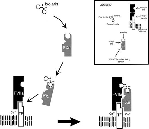 Fig. 10. Working hypothesis for the mechanism of action of Ixolaris. / Initially, the (second) Kunitz domain of Ixolaris binds to exosite of FXa,45-47 or to an FX putative “pro-exosite” (not shown), leading to the formation of a stable Ixolaris/FXa complex. Then, the scaffold using presumably a similar docking mechanism as the natural substrate, FX (not shown)37 or the product FXa,38 interacts with the exosite formed by FVIIa and TF.3940 This interaction allows the (first) Kunitz domain of Ixolaris/FXa to dock into the active site of FVIIa/TF, with subsequent assembling of a tightly bound quaternary inhibitory complex composed of FVIIa/TF/Ixolaris/FXa. The scaffold Gla-domain may participate in complex formation mediating Ixolaris/FXa interaction with FVIIa/TF,37-40 and with the membrane.50