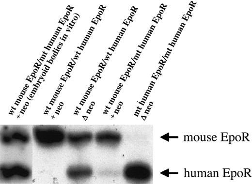 Fig. 1. Expression of the human EpoR in the mouse EpoR locus. / Primer extension of reverse transcriptase–polymerase chain reaction (RT-PCR) product was used to evaluate relative levels of mouse and human EpoR mRNAs, as described.2 The genotypes of ES cells (first lane) or mice (all other lanes) are indicated. The ES cells in the first lane were in vitro–differentiated into embryoid bodies in semisolid media with Epo.7 The cultures were harvested at day 9 of differentiation, and the cells were used as a template for RT-PCR. The presence of a neo-selectable marker did not suppress human EpoR gene expression in the mouse EpoR locus in vitro. In the other lanes, bone marrow cells were used as a template for RT-PCR. The retention of a neo cassette in the human EpoR gene generated a null or hypomorphic allele in vivo. The presence (+neo) or absence (Δ neo) of this selectable marker gene is displayed. wt indicates wild type; mt, mutant.