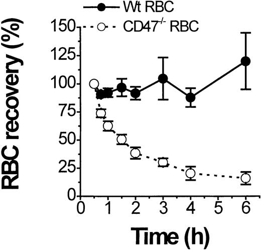 Fig. 3. Rapid clearance of transfused CD47−/− but not of transfused wild-type (CD47+/+) RBCs in CD47−/− NOD mice with overt AIHA. / Clearance of fluorescent-labeled RBCs from normal nonanemic CD47−/− (open circles) or wild-type (CD47+/+) mice (closed circles) was followed in anemic CD47−/− NOD mice with a hematocrit below 25%. Data are mean ± SD from 3 separate recipients and results were independent of the dye used to label the RBCs.