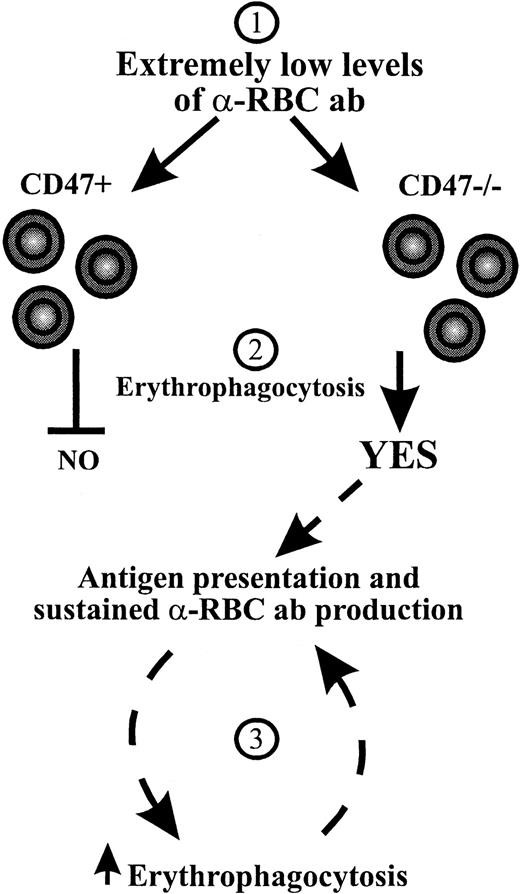 Fig. 5. Hypothesis for a mechanism behind the accelerated development of AIHA in CD47−/− NOD mice. / At low levels of anti-RBC autoantibodies (1) inhibitory CD47-SIRPα signaling prevents erythrophagocytosis in CD47+ NOD mice, whereas the absence of CD47-SIRPα signaling in CD47−/−NOD mice results in erythrophagocytosis (2).15 This may result in increased antigen presentation of self RBC peptides and sustained autoantibody production, which through increased RBC opsonization will lead to accelerated erythrophagocytosis and progressive exacerbation of AIHA in CD47−/− NOD mice (3).