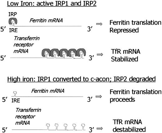 Fig. 1. Foundations of ferritin biology: IRE/IRP and iron-mediated regulation. / Note model of 5′ IRE repression of ferritin translation in low-iron conditions is similar to mechanism of iron-mediated regulation of erythroid ALA synthase (e-ALAS) gene. Similarly, destabilization of TfR mRNA under high-iron conditions by binding of IRP to 3′ IRE is similar to proposed regulation of divalent metal transporter-1 (DMT-1). C-acon indicates cytosolic cis-aconitase; IRP1, iron regulatory protein 1; IRP2, iron regulatory protein 2; IRE, iron responsive element.
