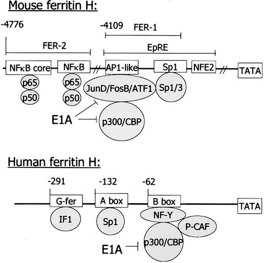 Fig. 2. Mouse and human ferritin H genes. / In the murine gene, regulatory regions reside between 4 kb and 5 kb distal to the transcriptional start site; in the human gene, regulatory regions are just 5′ of the TATA box. However, similar sequence motifs and binding proteins suggest similar functional regulation of these genes. IF1 has not been definitively identified as binding to the G-fer region of the human ferritin H gene.115 See text for further explanation.