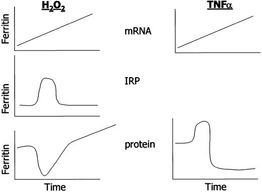 Fig. 3. Complexities in ferritin regulation. / The schematic highlights temporal changes in ferritin transcription and translation in response to oxidants and cytokines in cultured cells. Note that hydrogen peroxide induces both H and L ferritin; TNF induces H ferritin but not L ferritin in cells of mesenchymal lineage. IRPs have not been investigated temporally after TNFα treatment.