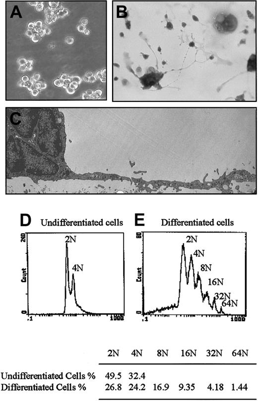 Fig. 1. Cell morphology in serum-containing culture medium. / Cells were cultured for 3 days. (A) Undifferentiated cells cultured in 20% FBS-containing medium. Original magnification × 200. (B) PMA-induced full differentiation in serum-containing medium, showing adherence, size increase, polyploidization, and proplatelet formation. In situ Giemsa staining. Original magnification × 200. (C) Electron micrograph showing a differentiated cell with an elongated cytoplasmic process. Original magnification × 3000. (D) Ploidy of undifferentiated cells. (E) Ploidy of differentiated cells. Nonadherent cells and adherent cells (dislodged by means of 0.05% trypsin-EDTA) were collected by centrifugation. Cells were stained with 7-AAD as indicated in “Materials and methods” and analyzed by flow cytometry. Representative of 5 independent experiments.