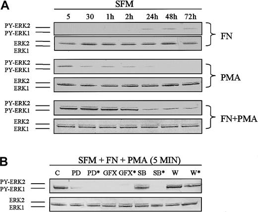 Fig. 3. Correlation of ERK1/ERK2 MAPK activation with PPF. / Cells were cultured in FN/PMA for 3 days and analyzed by Western blot. (A) Time course of ERK1/ERK2 phosphorylation in the cultures with the FN/PMA combination or with FN or PMA alone. The upper panels show that phosphorylation of ERK1/ERK2 was faintly expressed in the presence of FN alone after 1 day of culture. The middle panel shows that phosphorylation of ERK1/ERK2 was rapid and weakly expressed in the presence of PMA alone and diminished with time. The lower panel shows that phosphorylation of ERK1/ERK2 was strongly expressed only in the presence of FN plus PMA after 5 minutes' treatment and was sustained up to 3 days, correlating with PPF. (B) Effect of signal inhibitors on phosphorylation of ERK1/ERK2. The inhibitors were added 1 hour prior to addition of PMA for 5 minutes. The upper panel shows that phosphorylation of ERK1/ERK2 was inhibited by PD, an MEK inhibitor (10 μM and 50 μM*); GFX, a PKC inhibitor (5 μM and 25 μM*); and SB, a p38 and JNK MAPK inhibitor (50 μM*). No inhibition seen with SB (10 μM) and wortmannin (W), a PI3K inhibitor (100 nM and 500 nM*). SFM indicates serum-free medium. The data are representative of 3 separate experiments.