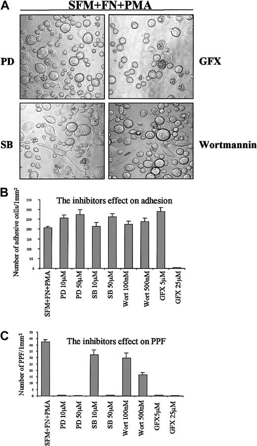Fig. 4. Effect of signal inhibition on cell morphology. / Cells were cultured in serum-free medium in the presence of FN. Cells were pretreated with inhibitors for 1 hour at 37°C; then PMA (10 ng/mL) was added and culture proceeded for 3 days. (A) Morphologic observation. Cells were visualized and measured by means of phase contrast microscopy at original magnification × 200. Representative fields demonstrating the results of at least 10 separate experiments are shown. (B) Morphologic quantitation. Morphologic assay was carried out by means of a phase contrast microscope (see “Materials and methods”). The cells with PPF were defined as those bearing more than one cytoplasmic process that were at least twice the length of the cell body diameter. SFM indicates serum-free medium; PD, PD98059, an inhibitor of MEK MAPK (upstream of ERK); GFX, GF109203X, an inhibitor of PKC; SB, SB203580, an inhibitor of p38 and JNK; Wort, wortmannin, an inhibitor of PI3K. Graph depicts the means ± SE from at least 10 experiments.