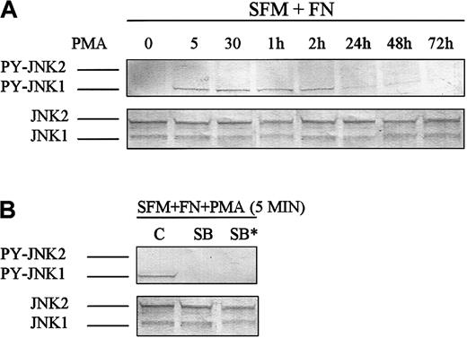 Fig. 5. SAPK/JNK1 MAPK activation. / Cells were cultured in FN/PMA for 3 days and analyzed by Western blot. (A) The upper panel shows that only phosphorylation of SAPK/JNK1 (46 kd) was expressed for up to 2 hours. (B) SB203580 (10 μM and 50 μM*), an inhibitor of SAPK/JNK added 1 hour prior to PMA treatment, blocked phosphorylation of SAPK/JNK1 (46 kd). SFM indicates serum-free medium. The data are representative of 3 separate experiments.