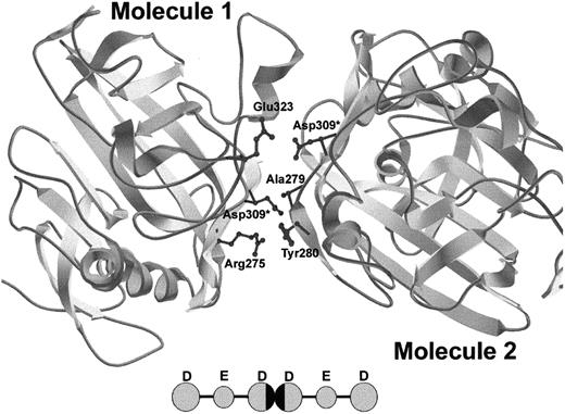 Fig. 4. Crystal structure of DD dimer interface showing simulated γGly309Asp mutation. / Because of the asymmetric nature of the D:D interface, the simulated γAsp309 residue has 2 different sets of potential interactions. γAsp309 in molecule 1 causes steric repulsion of γAla279 and γTyr280 in molecule 2 and γAsp309 in molecule 2 causes electrostatic repulsion of γGlu323 in molecule 1. Asterisks indicate new Asp side chains. The model was created using Swiss-PdbViewer. The inset shows 2 fibrin monomers interacting, with the D:D interface blackened.