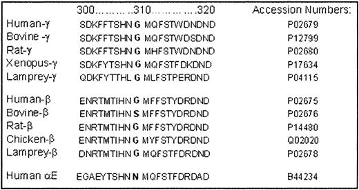 Fig. 5. Sequence homology of γ, β, and αEchains of fibrinogen from 5 different species as determined by BLAST analysis.