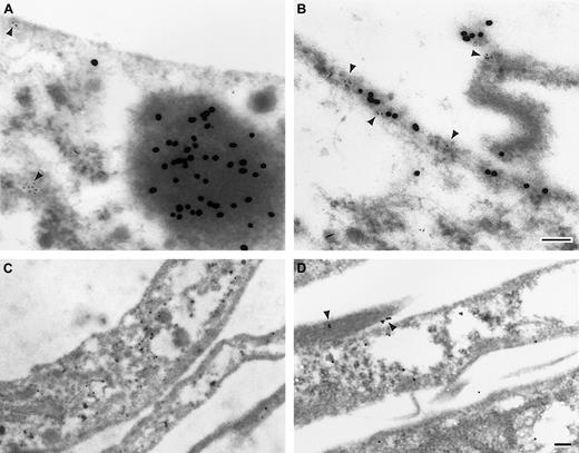 Fig. 6. PF4 promotes the clustering of LDL and LDL-R detected by immuno-electron microscopy. / Electron micrographs of fibroblasts incubated with 5 nM LDL (A), 5 nM LDL plus 20 μg/mL PF4 (B), buffer (C), or 20 μg/mL PF4 alone (D) for 120 minutes at 37°C. After fixation, LDL was labeled with a polyclonal rabbit anti-apoB100 IgG and 18 nm Au-antirabbit IgG (A,B) from opposite sides of the grid as described in “Materials and methods.” LDL-Rs were labeled with a monoclonal antireceptor immunoglobulin and either 5 nm Au (A,B) or 10 nm (C,D) Au-labeled antimouse immunoglobulin. Clusters of LDL and/or LDL-R (arrowheads) are seen at the cell surface (B,D) in the presence of PF4. LDL-R is seen throughout the cell in the absence of both LDL and PF4. Micron bars correspond to 100 nm. Shown are representative images from 2 or more independent experiments.