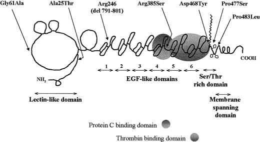 Fig. 1. Schematic representation of TM mutations. / The location of the mutations within the domain structure of TM (the domain diagram of TM is based on one produced originally by Professor Bjorn Dahlback and is used here with permission).