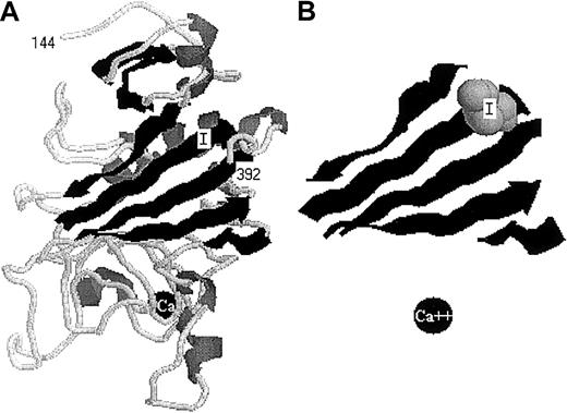 Fig. 4. The structure (PDB identification 3FIB) of the fibrinogen γ-chain C-terminal domain (γ144-392). / The image was constructed in display mode cartoon using the program CHIME at: www.umass.edu/microbio/chime. (A) The complete structure of this γ-chain domain, with residues 144 and 392 indicated, Ile387 labeled I and calcium indicated as a black ball labeled Ca. (B) The 5 strands that form a central part of this domain, depicting residues 190-197, 244-251, 257-263, 280-283, and 381-388. Ile387 is shown as a van der Waals space-filled model, and calcium as a black ball. Panel B is about 1.2 times the size of panel A.