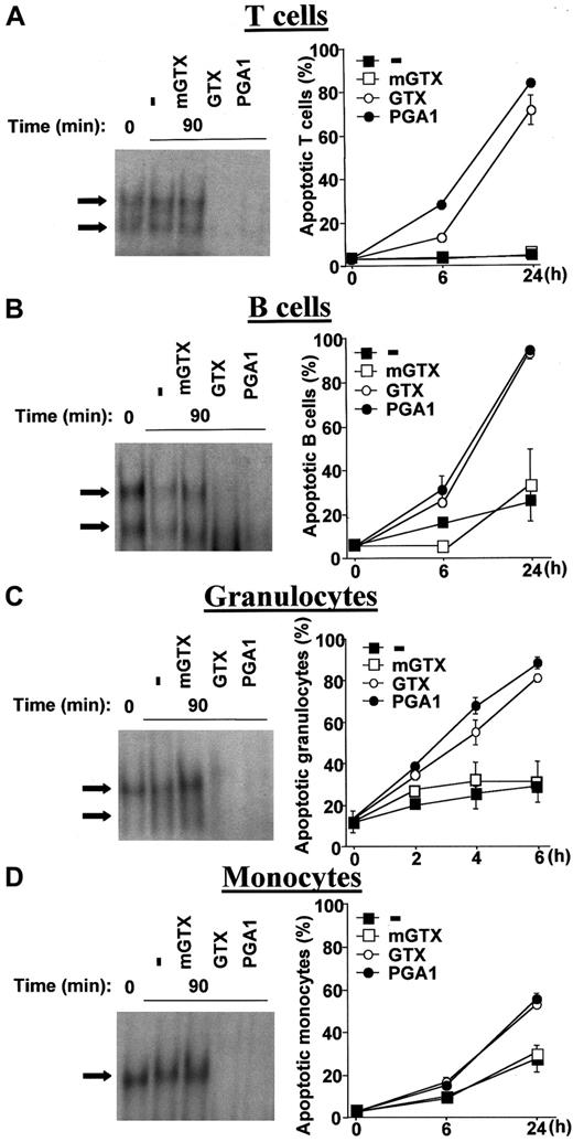 Fig. 1. Inhibition of constitutive NF-κB activity by GTX and PGA1 induces QMIC apoptosis. / Human blood T cells (A), B cells (B), granulocytes (C), and monocytes (D) were isolated from buffy coats by density centrifugation and negative magnetic selection and cultured for 90 minutes in the presence or absence of 1.5 μM mGTX, 1.5 μM GTX, or 48 μM PGA1, except for monocytes, which were treated with 5 μM mGTX, 5 μM GTX, or 96 μM PGA1. Nuclear extracts were then prepared and analyzed for NF-κB–binding activity by EMSAs. The arrows indicate specific NF-κB complexes. EMSAs are representative of at least 3 comparable assays. Untreated and treated cells were also cultured for 6 hours and 24 hours (mononuclear cells) or 2 hours, 4 hours, and 6 hours (granulocytes) before conducting apoptosis assays using a dual-color annexin-V–FITC/PI staining and flow cytometry analyses. Data are presented as means ± standard deviations (n = 6).
