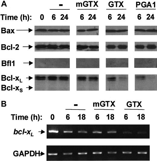 Fig. 2. Complete NF-κB inactivation induces Bcl-xLdown-regulation in quiescent human blood T cells. / (A) Blood T cells were isolated from buffy coats by negative magnetic selection and cultured for 6 hours and 24 hours in the presence or absence of 1.5 μM mGTX, 1.5 μM GTX, or 48 μM PGA1. Whole-cell extracts were then prepared and analyzed by immunoblotting for Bax, Bcl-2, Bfl1, and Bcl-xL/S expression. (B) RNA was prepared from blood T cells cultured for 6 hours and 18 hours in the presence or absence of 1.5 μM mGTX or 1.5 μM GTX and analyzed by RT-PCR for expression of bcl-xL. As a control for quantification, glyceraldehyde phosphate dehydrogenase (GAPDH) was also amplified. These results are representative of at least 3 comparable experiments.