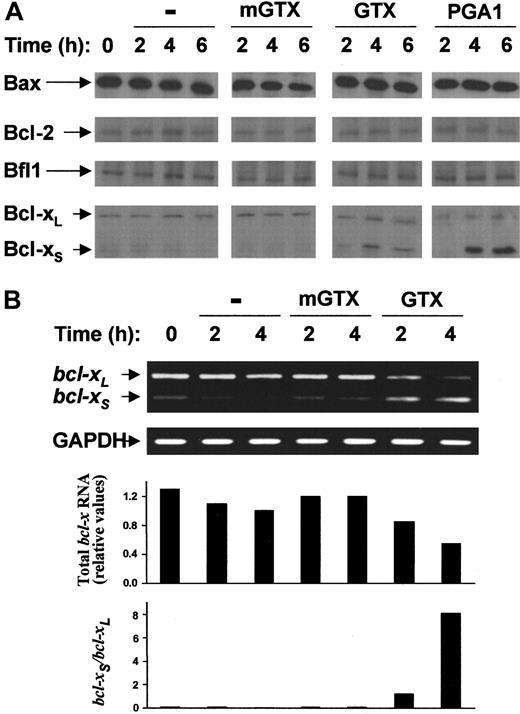 Fig. 4. Complete NF-κB inactivation induces rapid accumulation of Bcl-xS in quiescent human blood granulocytes. / (A) Blood granulocytes were isolated from buffy coats by density centrifugation and cultured for 2 hours, 4 hours, and 6 hours in the presence or absence of 1.5 μM mGTX, 1.5 μM GTX, or 48 μM PGA1. Whole-cell extracts were prepared and analyzed by immunoblotting for Bax, Bcl-2, Bfl-1, and Bcl-xL/S expression (B). RNA was prepared from blood granulocytes cultured for 2 hours and 4 hours in the presence or absence of 1.5 μM mGTX or 1.5 μM GTX and analyzed by RT-PCR for expression of bcl-xL/S. To control for quantification, GAPDH was also amplified. Filled columns show the amount of total bcl-x mRNA and the ratio betweenbcl-xS and bcl-xL mRNAs, as determined by densitometry analyses. These results represent at least 3 comparable experiments.