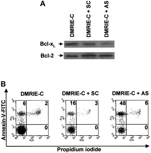 Fig. 6. Antisense knockdown ofbcl-xL induces human blood T cell apoptosis. / Blood T cells were isolated from buffy coats by negative magnetic selection, cultured, and treated for 24 hours with DMRIE-C alone (24 μL per 2 × 106 cells) or DMRIE-C combined withbcl-x AS or SC ODNs (8 μg per 2 × 106cells). (A) Whole-cell extracts were prepared and analyzed by immunoblotting for Bcl-xL and Bcl-2. (B) Alternatively, apoptosis assays using dual-color annexin-V–FITC/PI staining and flow cytometry analyses were performed on treated T cells. The percentage of single- or double-positive cells in the individual quadrants is shown. These results are similar to at least 3 comparable experiments.