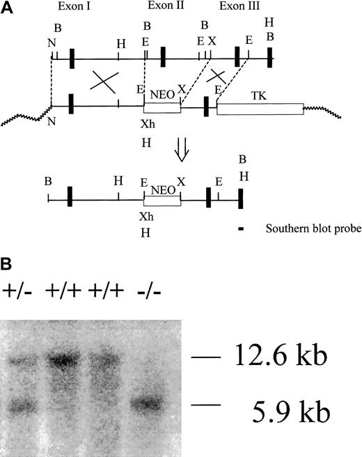 Fig. 1. Gene targeting strategy for mouse CD59a. / (A) Partial restriction map of the CD59a gene fragment and construction of the targeting vector. N, NotI; X, XbaI; E,EcoRI; B, BamHI; Xh, XhoI, H,HindIII. After correct targeting, a 7.6-kb fragment containing CD59a exon 2 should be deleted. Exons are represented by thick vertical bars. (B) Representative Southern blot analysis of wild-type (+/+), heterozygous (+/−) and knockout (−/−) mouse genomic DNA after HindIII digestion. The probe used was a 282-bp cDNA fragment specific to CD59a exon 4. The targeted allele was identified by the 5.9-kb band while the wild-type allele was indicated by the 12.6-kb band.