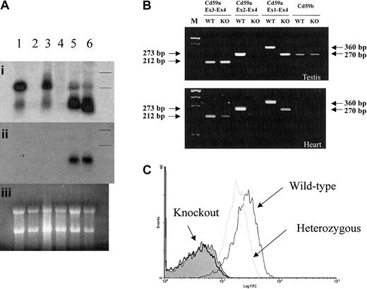 Fig. 2. Confirmation of successful inactivation of the CD59a gene. / (A) Northern blot analysis of CD59a (panel Ai) and CD59b (panel Aii) mRNAs from wild-type (lanes 1,3,5) and knockout (lanes 2,4,6) mouse heart (lanes 1-2), kidney (lanes 3-4), and testis (lanes 5-6). Equal RNA loading is indicated in panel Aiii. The membrane was first hybridized with a 370-bp CD59a cDNA fragment17 (panel Ai), and then stripped and rehybridized with a CD59b-specific probe (panel Aii). Positions of the 18S and 28S ribosomal RNA bands in Ai and Aii are indicated by two horizontal lines. (B) RT-PCR analysis of RNAs from wild-type (WT) and knockout (KO) mouse testis and heart. Primer combinations for CD59a mRNA were as indicated, and 2 primers, cd59b-1 and cd59b-2, were used for CD59b mRNA (primer abbreviations and sequences appear in “Materials and methods”). (C) FACS analysis of CD59a expression on wild-type, heterozygous, and knockout mouse erythrocytes. Wild-type cells stained only with secondary antibody are represented by shaded area.