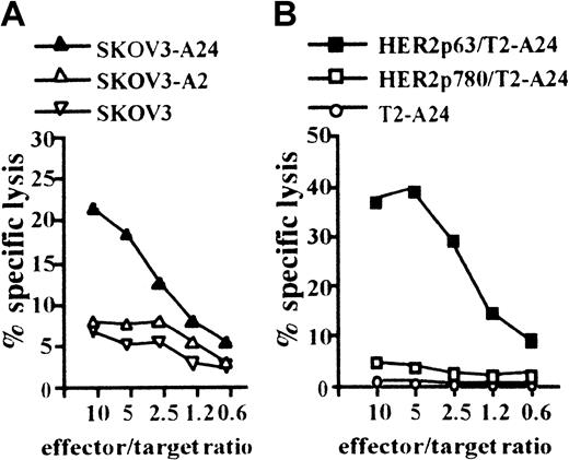 Fig. 2. CTL clone, PHYI8/63, generated by DCs treated with CHP/HER2-147, is specific for HER2p63. / (A) To assay the cytotoxicity of PHYI8/63 cells, 1 × 104HER2-expressing ovarian cancer cells, SKOV3, transfected with HLA-A2402 cDNA (SKOV3-A24), SKOV3 transfected with HLA-A0201 cDNA (SKOV3-A2), and HLA-A2402− HLA-A0201− parental SKOV3 were incubated with PHYI8/63 cells at serial effector-target ratios for 5 hours. Cytotoxic activity was measured using 51Cr release assay. (B) HLA-A2402+HER2− T2-A24 cells (1 × 104) were pulsed with 10 μM HER2p63 (HER2p63/T2-A24) or HER2p780 (HER2p780/T2-A24) for 1 hour at room temperature and for an additional hour at 37°C. PHYI8/63 cells were incubated with HER2p63/T2-A24, HER2p780/T2-A24, or T2-A24 at serial effector-target ratios for 5 hours. Cytotoxic activity was measured using 51Cr release assay.