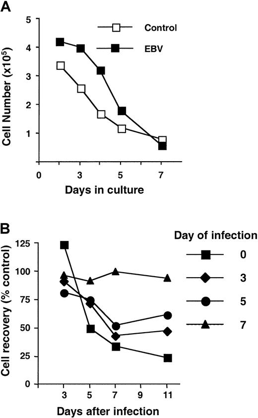 Fig. 2. EBV infection selectively affects cells undergoing differentiation into DCs. / (A) Recovery of uninfected and EBV-infected cells cultured in the absence of GM-CSF and IL-4. Results are from 1 of 4 representative experiments. (B) Complete differentiation into immature DCs is associated with resistance to the inhibitory effect of the virus. Cells cultured in the presence of GM-CSF and IL-4 were infected with EBV at different days of culture. Cell recovery was monitored at indicated time points after infection and was expressed as a percentage relative to uninfected controls to compensate for cell loss always observed in DC cultures with prolonged incubation. Mean values obtained from 3 independent experiments are shown.