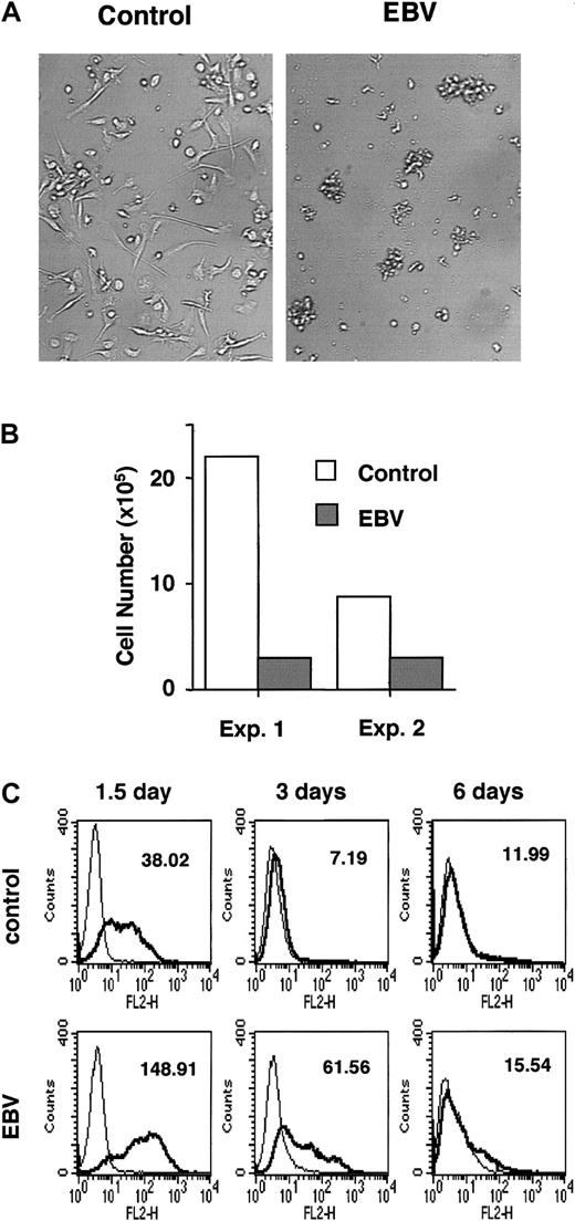Fig. 4. Response of monocytes to GM-CSF and IL-4 is altered by EBV infection. / (A) Light microscopy images of purified monocytes cultured for 6 days in medium containing 1000 U/mL recombinant GM-CSF. Most of the cells in the control cultures adhered firmly to the plastic, whereas virtually all the EBV-infected cells detached and formed tight, medium-sized clumps. Two of 10 representative cultures initiated with monocytes from 2 donors are shown. (B) Cell recovery of purified monocytes cultured with 1000 U/mL recombinant IL-4. Cells cultured in IL-4 alone died within 5 to 6 days, as expected. The recovery of viable cells at day 4 was 5- to 10-fold lower in EBV-infected cultures than in uninfected controls. Results from 2 experiments performed in parallel are shown. (C) Surface expression of CD14 was compared on control or EBV-infected cells by immunostaining and FACS analysis. Down-regulation of CD14 was delayed in EBV-infected DCs. Results from 1 of 3 experiments are shown.