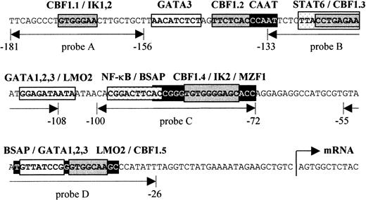 Fig. 1. Schematic presentation of the human. / CD23a proximal promoter. Sequence analysis of theCD23a core promoter region revealed a complex array of potential regulatory elements, including CBF1, STAT6, NF-κB, Pax5 (BSAP), Ikaros, GATA1-3, LMO2, and MZF1. EMSA probes are indicated as double-headed arrows below the sequence. The relative position of the transcriptional start site (arrow) is indicated according to Gene Bank (EMBL) accession no. X06049.