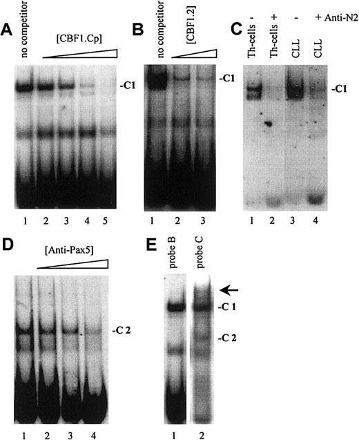 Fig. 3. Notch2 is a major part of C1 in B-CLL cells. / (A) A cold oligonucleotide (CBF1.Cp) spanning a well-characterized CBF1 site derived from the EBV C promoter competes with probe B (and also with probe A, C, D; data not shown) for binding to C1. (B) A 20-bp oligonucleotide (CBF1.2; −130 to −149) spanning CBF1 site 2 competes with probe A for binding to C1. (C) Supershift assay showing that Notch2IC is a component of C1 in B-CLL cells and in Th cells. (D) Including antibodies specific for Pax5 (BSAP) diminished the signal of C2. (E) A higher order complex (arrow) is visible with probe C (lane 2) but not with probe B (lane 1), indicating that C1 and C2 bind the shared DNA regions in a cooperative manner.