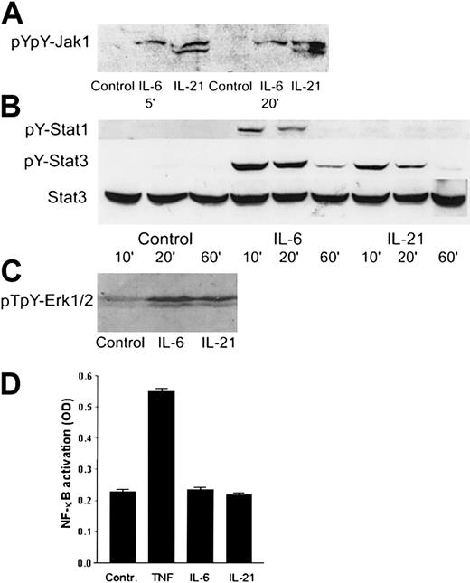 Fig. 7. IL-21 activated Jak1, Stat3, and Erk1/2, but not Stat1 or NF-κB. / (A) pYpY1022/1023 Jak1 was detected by Western blotting in the cell line OH-2 after stimulation with IL-6 (1 ng/mL) or IL-21 (40 ng/mL) for 5 and 20 minutes. The same pattern was found in IH-1. (B) pY701 Stat1 and pY705 Stat3 were detected by Western blotting in the cell line OH-2 after stimulation with IL-6 or IL-21 for 10, 20, or 60 minutes. The filter was reblotted for total Stat3. The same pattern was found in IH-1 cells. (C) pT202/pY204-Erk1/2 was detected by Western blotting in the cell line IH-1 after stimulation with IL-6 or IL-21 for 20 minutes. (D) NF-κB activity was detected by ELISA in the cell line OH-2 after stimulation with IL-6 (1 ng/mL), IL-21 (50 ng/mL), or TNF (10 ng/mL). Similar results were obtained in the cell line IH-1.