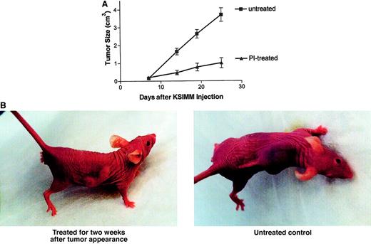 Fig. 6. Inhibition of KS tumor growth by ritonavir. / (A) KSIMM cells (7 × 106cells/mouse) were xenotransplanted into BNX mice (n = 10/group). After visible tumor formation, mice were given intraperitoneal injections of ritonavir, 30 mg/kg per day, for 15 days. The control group received PBS. Tumor growth and progression were monitored by biweekly measurements of tumors with calipers. The treated group differed from the untreated group (P = .001). Wilcoxon rank-sum tests were performed for all comparisons of the means. (B) Photographs depicting a treated versus untreated mouse. The treated mouse was treated with ritonavir for 2 weeks following tumor appearance. The untreated mouse, an age-matched control, received PBS for 2 weeks after tumor appearance.