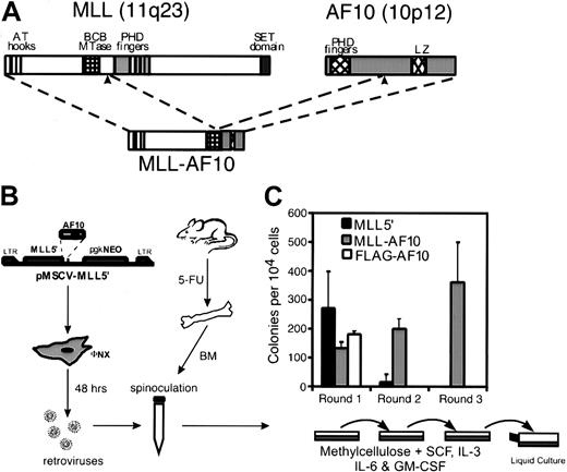 Fig. 1. Retroviral transduction of MLL-AF10enhances the in vitro replating potential of primary murine BM cells. / (A) Diagrammatic representations of the MLL and AF10 proteins are shown with known structural motifs indicated. Translocation t(10;11)(p12;q23) joins the amino-terminal portion of MLL to the carboxy-terminal portion of AF10 containing its LZ motif. (B) Schematic representation of the retroviral transduction protocol. (C) Colonies generated per 104 transduced BM cells were determined in first-, second-, and third-round cultures for MLL5′,MLL-AF10, and FLAG-AF10 constructs. First-round results indicate G418R colonies. Bars represent the mean ± SD for 3 experiments.