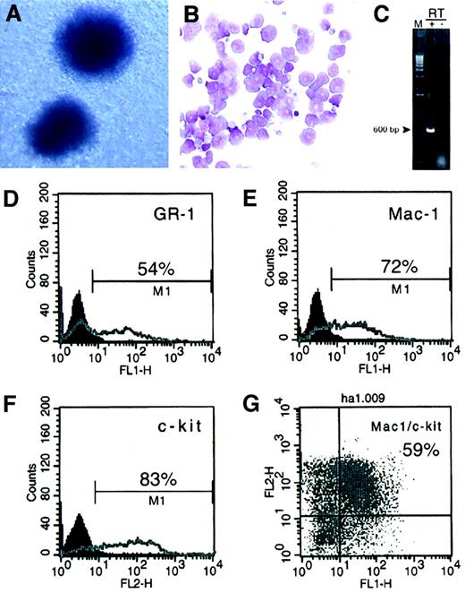 Fig. 2. MLL-AF10 immortalizes murine myeloid progenitors. / (A) Morphology of colonies formed in methylcellulose byMLL-AF10–transduced cells (May-Grünwald/Giemsa stain, × 10). (B) May-Grünwald/Giemsa–stained cytospin preparation shows cells with a range of primitive myeloid morphology (× 50). (C) RT-PCR analysis shows the presence ofMLL-AF10 transcripts in immortalized cells. (D-G) Fluorescence-activated cell sorter analysis ofMLL-AF10–transduced cells was performed after third-round cultures. Percent of cells expressing the indicated surface antigens is indicated.