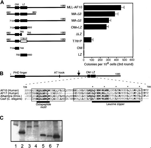 Fig. 4. Two helical domains of AF10 are necessary and sufficient for immortalization of myeloid progenitors by MLL-AF10. / (A) Schematic illustrations of AF10 sequences fused to MLL5′ are shown in the left panel. Amino acid numbering is based on that of wild-type AF10.35 The OM and LZ are indicated by filled boxes. Open box denotes LZ containing a site-directed missense T781P mutation. In the right panel, horizontal bars represent the number of colonies generated per 104 cells plated in third-round cultures. Bars represent the mean ± SD of triplicate samples from a representative experiment. (B) Amino acid sequences of the OM and LZ of AF10 are conserved in orthologous proteins from Drosophilaand C elegans. Identical amino acids in 3 or more sequences are shown in bold. Asterisks indicate conserved heptad repeat leucine residues. Boxes indicate domains that have predicted α-helical secondary structures. Black horizontal bars denote OM and LZ, respectively. Downward arrow in AF10 schematic denotes most 3′ site of fusion with MLL in human acute myeloid leukemias. (C) Western blotting of whole cell extracts of transiently transfected COS7 cells. Lane 1, MLL-AF10; lane 2, MLL-OM+LZ; lane 3, MLL-ΔLZ; lane 4, MLL-T781P; lane 5, MLL-OM; lane 6, MLL-LZ; lane 7, MLL5′.