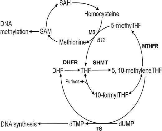 Fig. 1. Overview of the human folate metabolic pathway. / S-adenosylmethionine (SAM); S-adenosylhomocysteine (SAH); dihydrofolate (DHF); dihydrofolate reductase (DHFR); tetrahydrofolate (THF); serine hydroxymethyltransferase (SHMT); 5,10-methylenetetrahydrofolate (5,10-methyleneTHF); 5,10-methylenetetrahydrofolate reductase (MTHFR); 5-methyltetrahydrofolate (5-methylTHF); 10-formyltetrahydrofolate (10-formylTHF); methionine synthase (MS); thymidylate synthase (TS); deoxythymidine monophosphate (dTMP); and deoxyuridine monophosphate (dUMP).