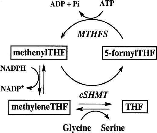 Fig. 2. Schematic of the folate futile cycle (adapted from reference 35). / 5-formyltetrahydrofolate (5-formylTHF); methenyltetrahydrofolate synthetase (MTHFS); methenyltetrahydrofolate (methenylTHF); 5,10-methylenetetrahydrofolate (methyleneTHF); cytosolic serine hydroxymethyltransferase (cSHMT); tetrahydrofolate (THF).